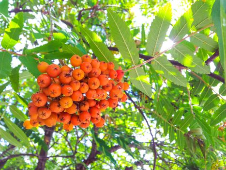 Rowan berries in a cluster, uncultivated towards green leaves