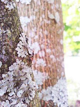 Closeup of lecanoromycetes fungi on maple tree