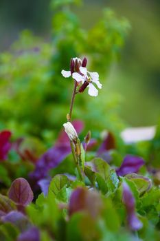 Young fresh ruccola white blossoms in a garden in Benalmadena, Spain