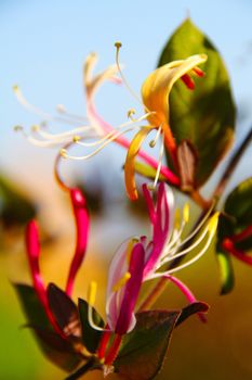 Colorful Angel's flame flower in a garden in Java, Indonesia