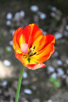 A colorful dutch tulip in a garden in Sofia, Bulgaria