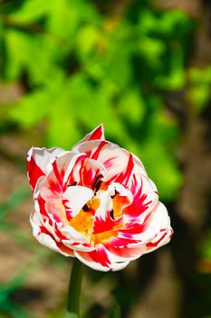 A colorful dutch tulip in a garden in Sofia, Bulgaria