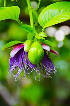 A dondol-nut tree lilac blossoms in a garden in Bandung, Indonesia