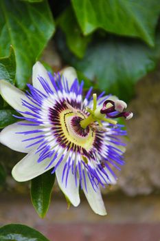 A blossoming blue passion-flower in Donostia, Spain