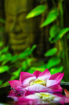 Floating lotus blossoms in a pond in Siem Reap in Cambodia with a Buddha statue in the background