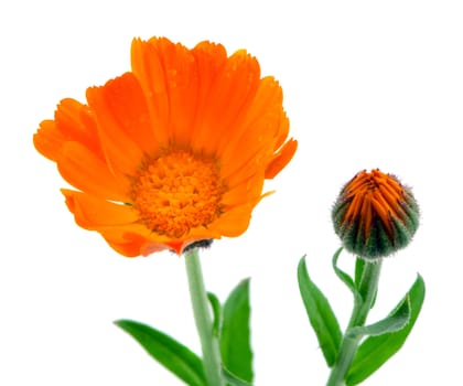 herb marigold calendula officinalis orange flower bloom used as natural folk medicine isolated on white background.