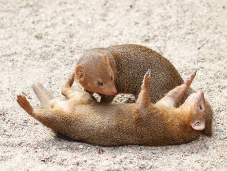 Dwarf mongoose playing in the sand at daytime