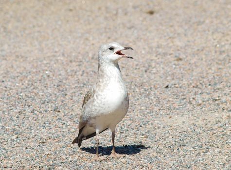 Single baby seagull calling parents on gravel at summer in sunlight