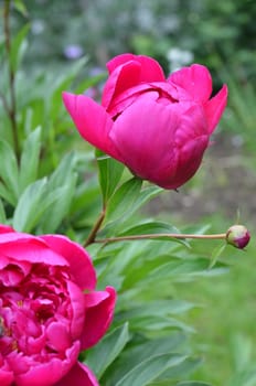 peony