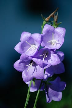 bellflower