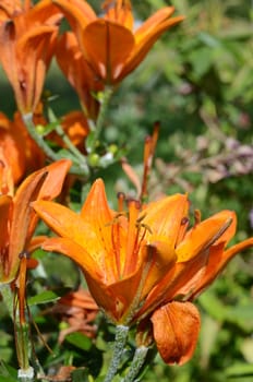 orange lily