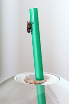 Dirty fly on coffee cup straw