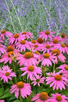 Beautiful pink echinacea flowers in summer garden