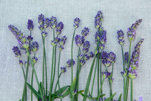 Lavender lying on a cloth to dry