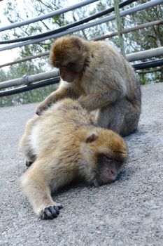 one monkey stroking the second monkey in Gibraltar