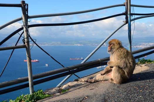 monkey sits at the precipice of Gibraltar and looks at the sea
