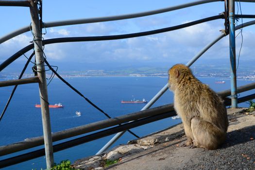 monkey sits at the precipice of Gibraltar and looks at the sea