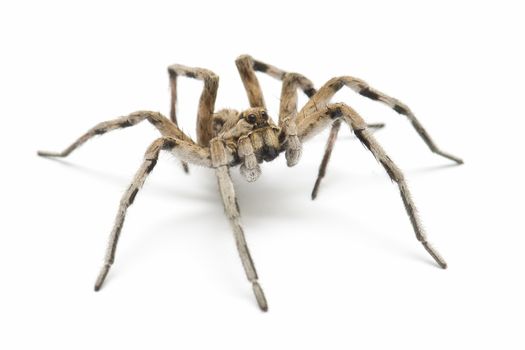 Wolf tarantula isolated on white background