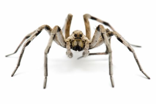 Wolf tarantula isolated on white background