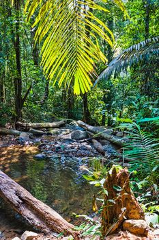 tropical jungles of South East Asia. Thailand