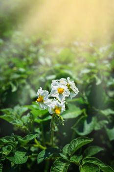 The potato bush blooming with white flower