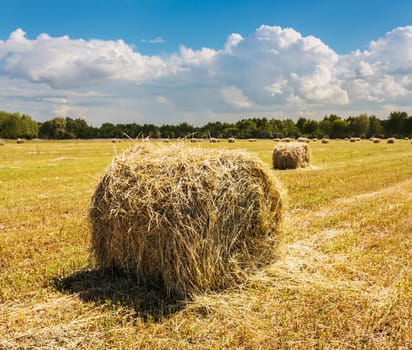 The harvested field with straw bales in summer