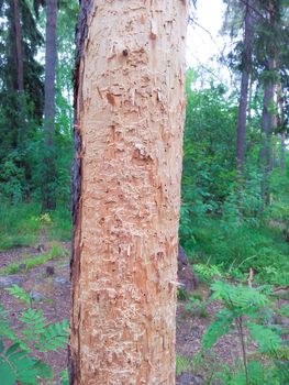 Pine tree eaten by termites, standing in a green forest