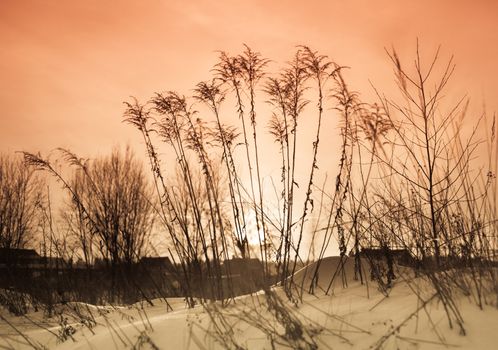 The grass at the sunset  Winter time