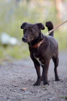 Small black doggie. Not purebred dog. Doggie on walk. The not purebred mongrel.