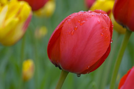 close up of pink and white tulip on flowerbed. Gordon Cooper