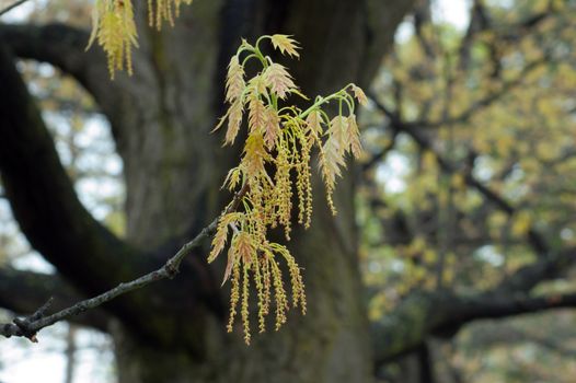 branch of the oak 
