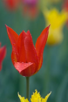 close up of pink and white tulip on flowerbed. Veronique sanson