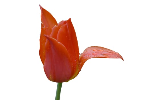 close up of pink and white tulip on flowerbed. Veronique sanson