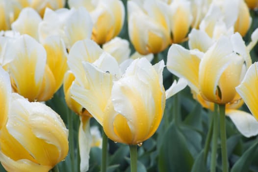 close up ofyellow and white tulip on flowerbed.