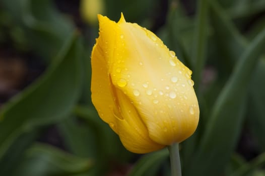 close up of yellow tulip on flowerbed