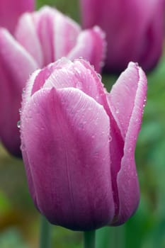 close up of pink and white tulip on flowerbed. Menton