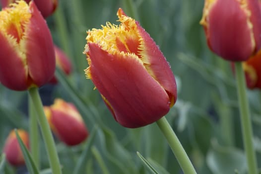 close up of red and yellow tulip on flowerbed. Lambada.