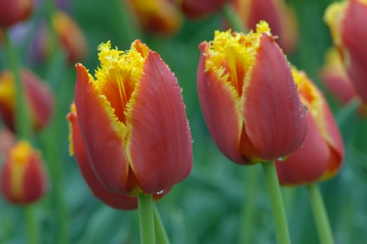 close up of red and yellow tulip on flowerbed. Lambada.