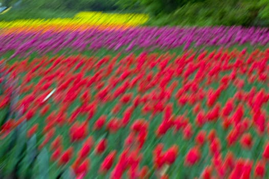 colorful blurred tulips on dark green background