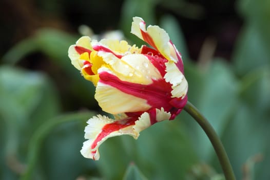 close up of pink and white tulip on flowerbed. Flaming parrot