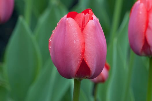 close up of red tulip on flowerbed. Gordon Cooper