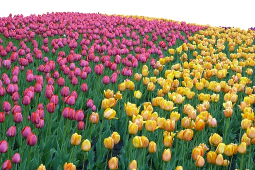 Red and yellow tulips on flowerbed. isolated