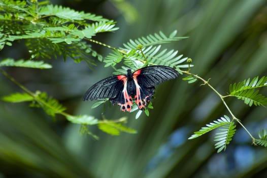 Black and red butterfly on dark green background