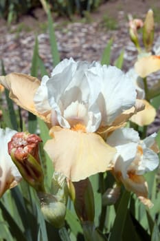 White-beige iris on blur green grass background