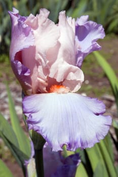 White-beige iris on blur green grass background