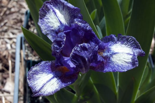 Blue iris on blur green grass background