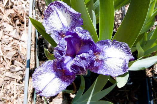 Blue iris on blur green grass background