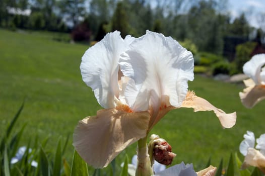 White-beige iris on blur green grass background