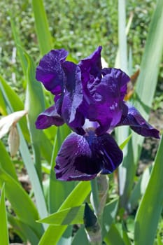 Blue iris on blur green grass background