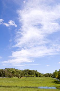 Several horses on green grass ander blue sky